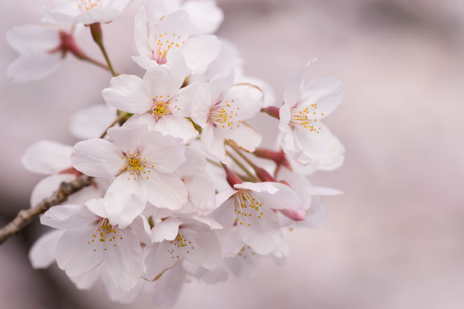 加賀の桜